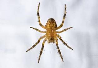 Close-up of a spider on a web with detailed hairy legs, A macro shot of a young garden cross spider