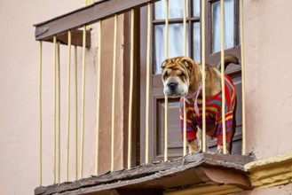 A Shar-Pei in a striped jumper on a balcony above the window observes the surroundings, A Shar-Pei
