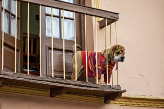 A Shar-Pei in a colourful jumper stands on a balcony and looks out, A Shar-Pei dog looks out from a