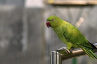A vibrant green parrot (Psittacara holochlorus) with a red beak perched on a metal bar against a