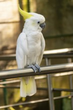 A close-up of a white cockatoo (Cacatua alba) with a yellow crest perched in a natural