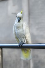 A white cockatoo (Cacatua alba) with a yellow crest perched on a metal bar, with a blurred