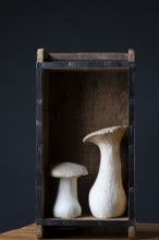 Seitlings in a wooden box against a dark background