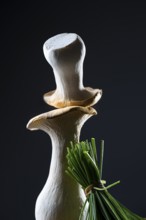 oyster mushrooms with chives against a dark background