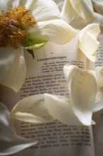 Still life of an open book with a faded peony