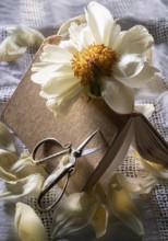 Still life of an old book with a faded peony and scissors on an old linen cover