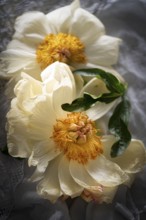 Still life of half-blossomed peonies