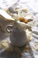 Still life of an open book with a faded peony in a vase