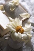 Still life of an open book with a faded peony in a vase