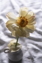 Still life with faded peony in vase