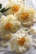 Still life with faded peony on linen cloth