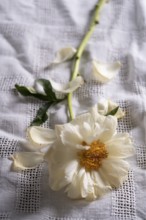 Still life of a faded peony on linen cloth