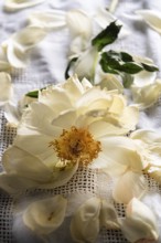 Still life of a faded peony on linen cloth
