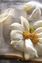 Still life of an open book with a faded peony