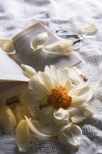 Still life of an open book with a faded peony