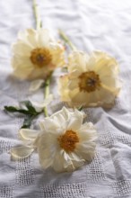 Still life with faded peony on linen cloth
