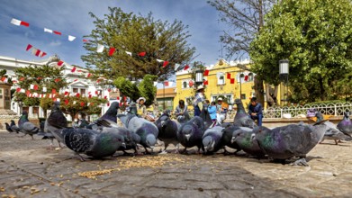 Pigeons feeding in an urban square surrounded by trees and colourful houses under hanging garlands,