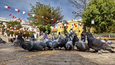 Pigeons gather in a paved square to peck food, surrounded by flags and buildings on a sunny day,