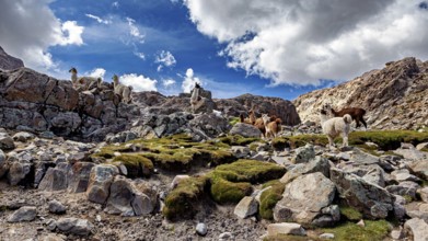 Alpacas move through a rocky valley in the middle of a majestic mountain landscape, llamas in the
