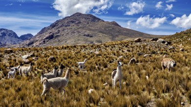 Alpacas grazing in a high grassland against a backdrop of mountains and blue sky, llamas in the