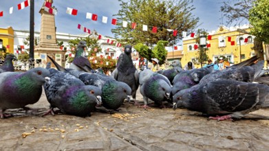 Group of pigeons paired with an obelisk in the background, decorative flags surround them in a