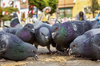 Close-up of pigeons pecking food in a town square with people in the background, The city pigeons