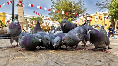Several pigeons feeding on a paved square under decorative flags and trees in sunny weather, The
