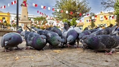 Pigeons pecking grain in a city square, surrounded by flags and an obelisk, sunny day, The city