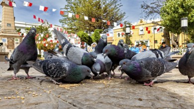Group of pigeons eating on a paved square in a sunny city with decorative flags, The city pigeons