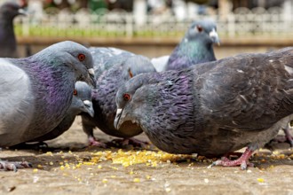 Close-up view of pigeons pecking at grains in a stone town square, The city pigeons of Potosi in