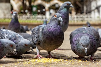 Close-up of pigeons picking up seeds on a paved floor in an urban environment, The city pigeons of
