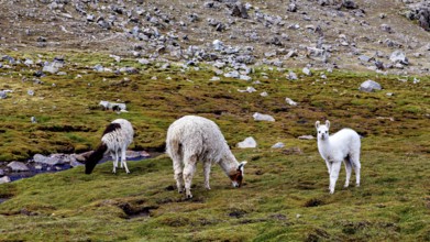 Three alpacas graze on a lush mossy area surrounded by rocks and greenery, llamas in the Bolivian