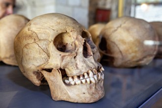 A human skull in an exhibition case, surrounded by other skulls, skull in the museum of Potosi in