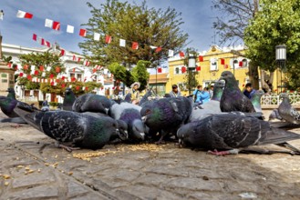 Pigeons feeding in a large square surrounded by flags and classical buildings in an urban