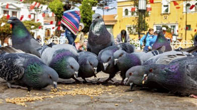 Several pigeons eat food on the ground while passers-by walk by in the background on a warm day,
