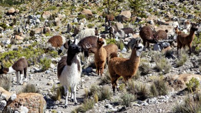 A large group of alpacas move across a stony, grassy area in the mountains, llamas in the Bolivian