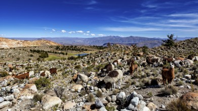 A group of alpacas graze in a vast, rocky mountain landscape under an open sky, llamas in the