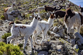 Two young alpacas curiously explore a rocky landscape in the mountains, llamas in the Bolivian