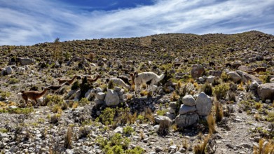 Alpacas grazing in a rocky mountain landscape under a clear blue sky, llamas in the Bolivian