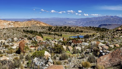 Alpacas grazing in a vast mountain landscape with views of distant peaks, llamas in the Bolivian