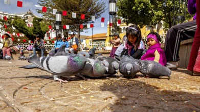 Children watch pigeons foraging in a sunny square with garlands and trees, The urban pigeons of