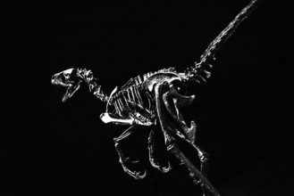 Abstract, Monochrome, Dinosaur, Velociraptor, Skeleton, Clipping, Hunter