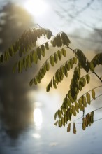 Autumn leaves by the river with foggy atmosphere, backlit