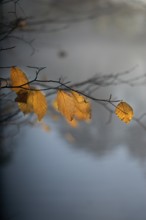 Autumn leaves by the river with foggy atmosphere
