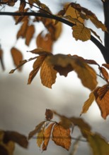 Autumn leaves by the river with foggy atmosphere
