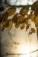 Autumn leaves by the river with foggy atmosphere
