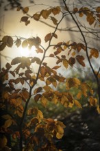Autumn leaves by the river with foggy atmosphere, backlit
