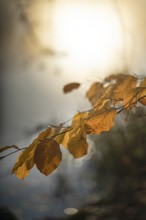 Autumn leaves by the river with foggy atmosphere, backlit