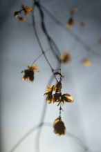 Autumn leaves by the river with foggy atmosphere
