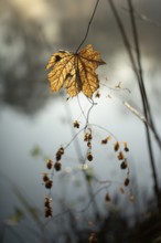 Autumn leaves by the river with foggy atmosphere, backlit